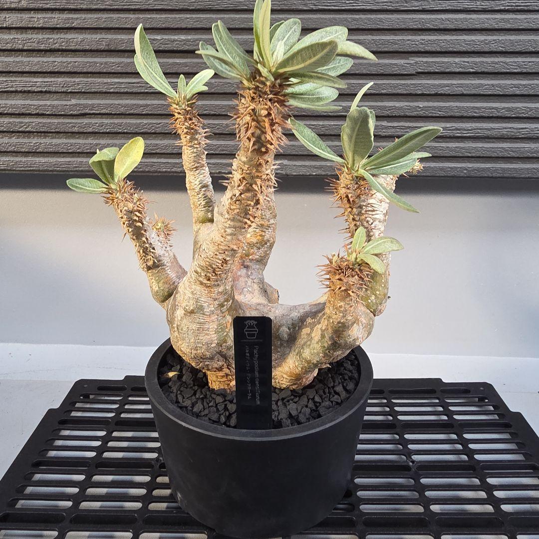 塊根植物 パキポディウム デンシフローラム 現地球 多枝