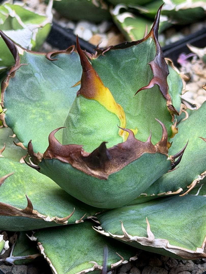 アガベ　オテロイ　実生　選抜