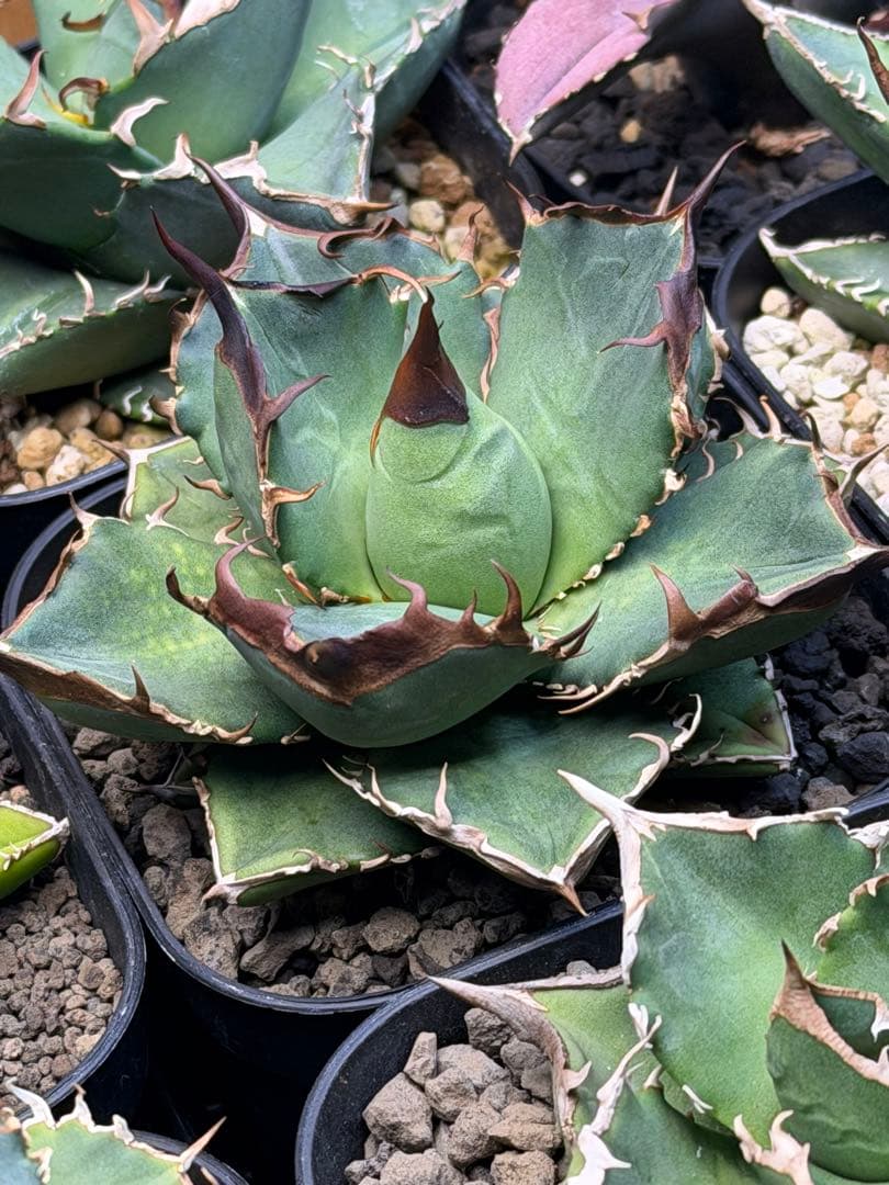 アガベ　オテロイ　実生　選抜