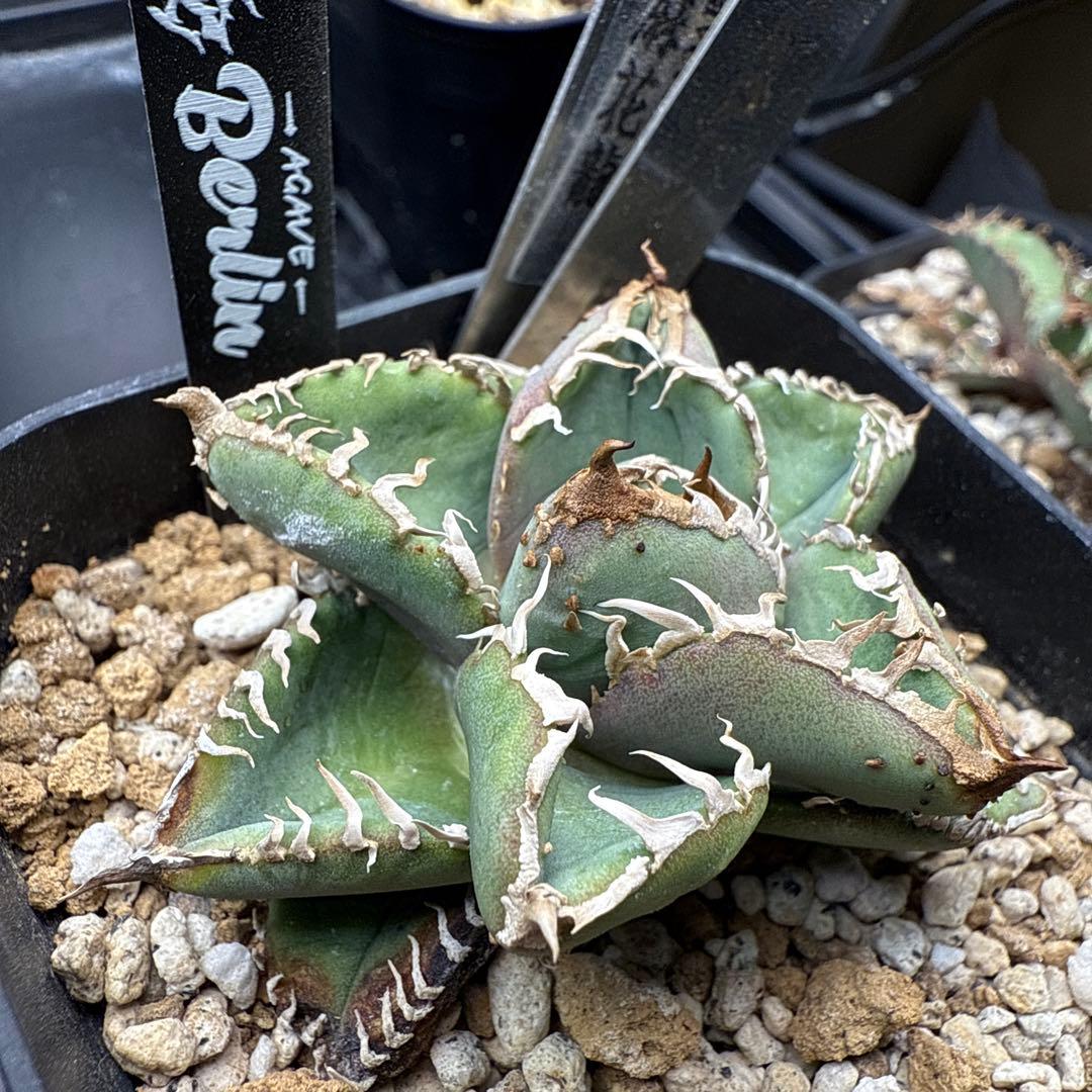 ベルリン　麻花龍