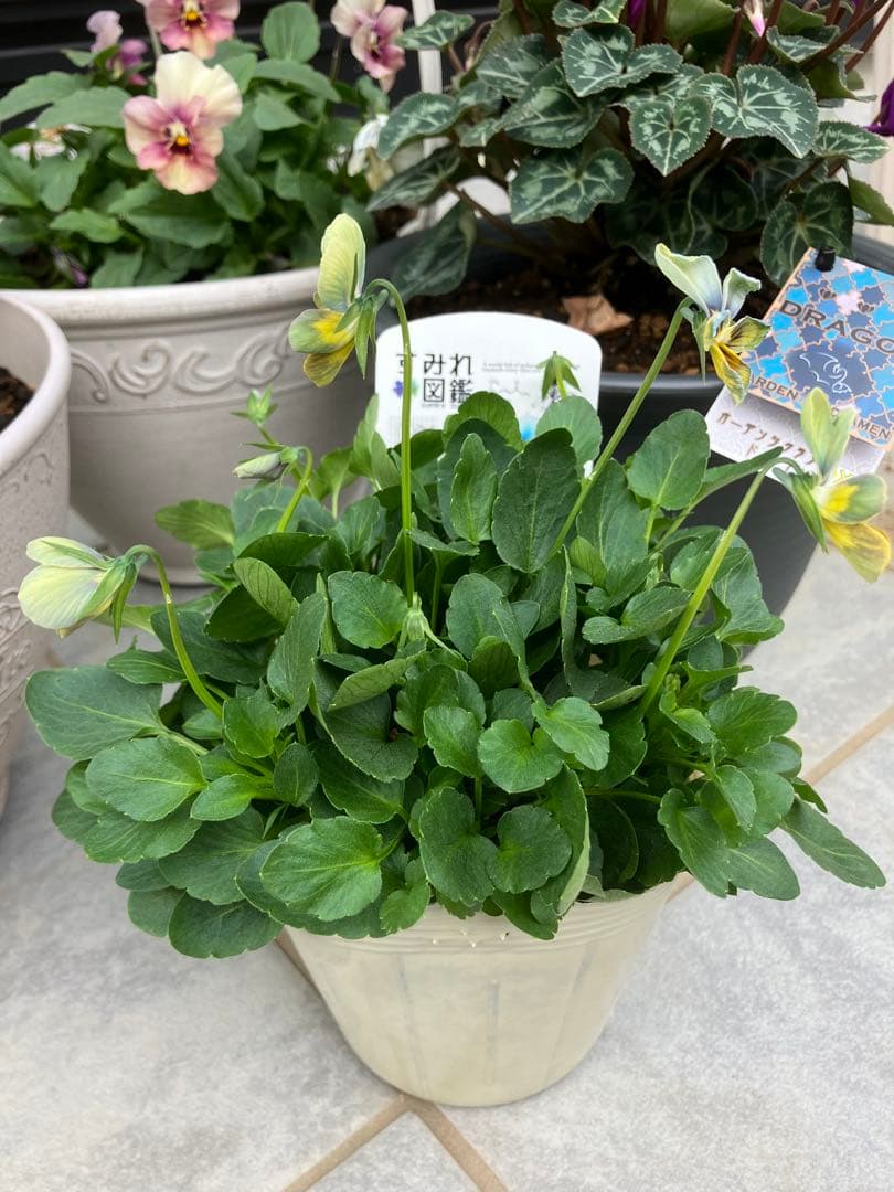 すみれ図鑑 ポット苗