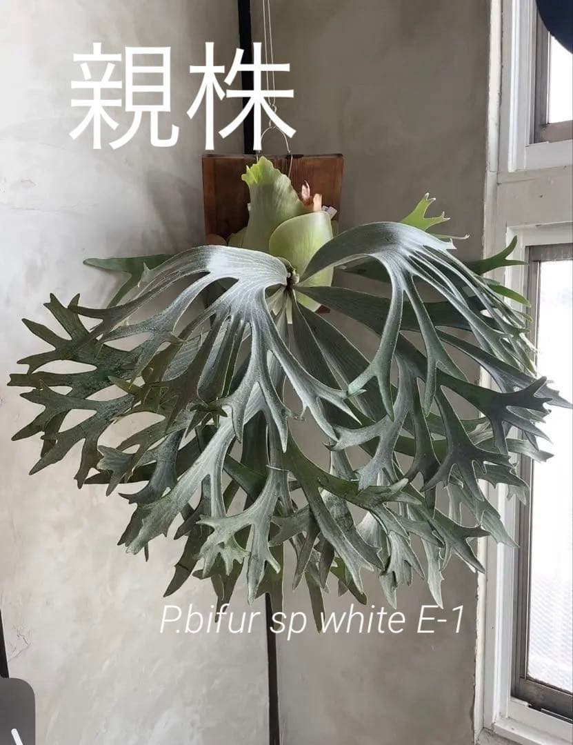 ビカクシダ P.Bifur sp white E-1 pup