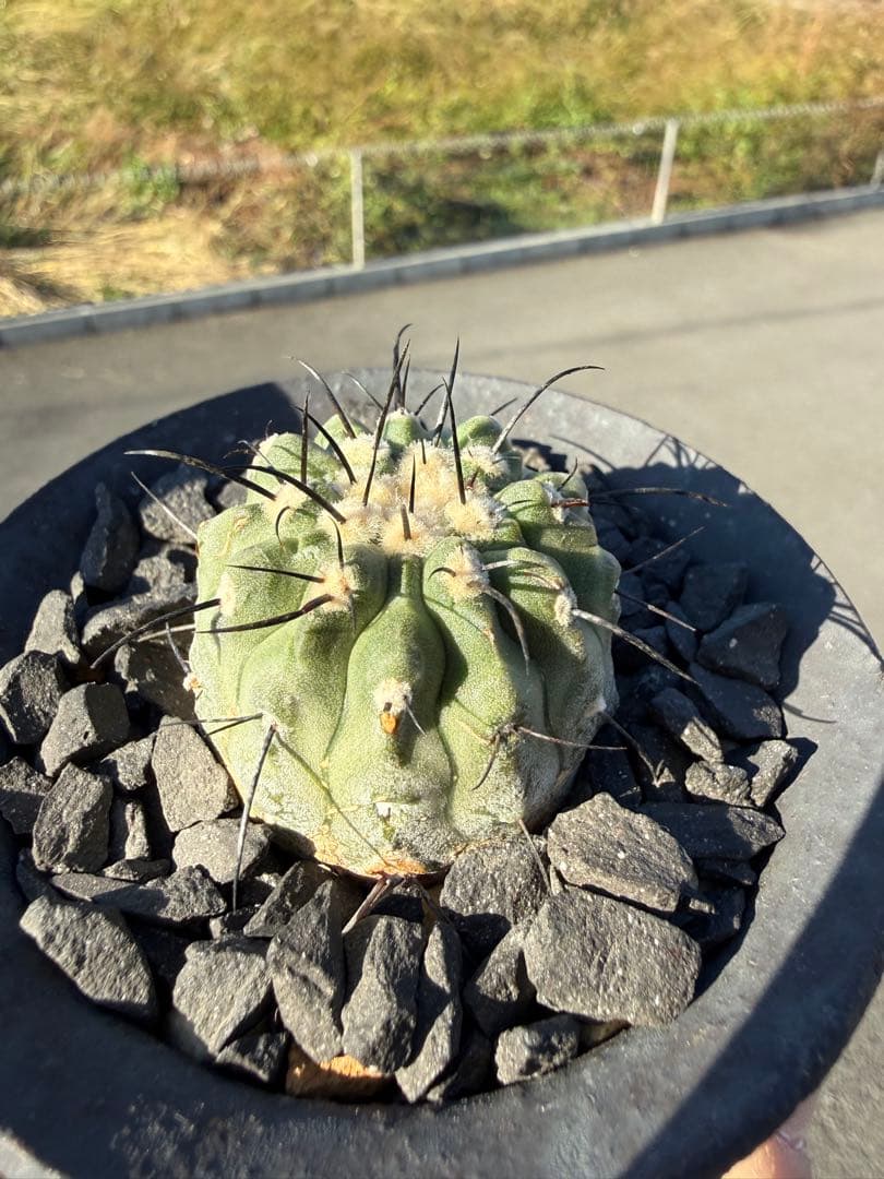 コピアポア　黒士冠　デアルバータ　カキコ株　美株