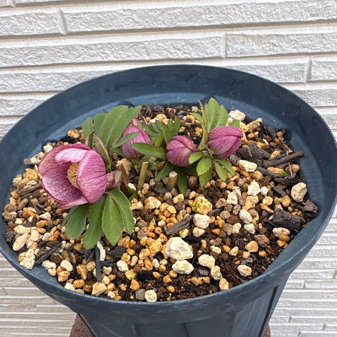 な*ず様 クリスマスローズ　花芽あり