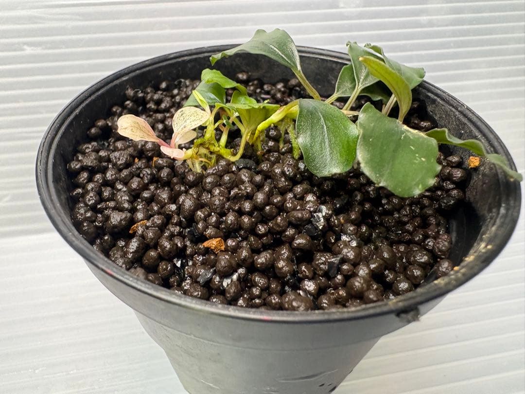 Bucephalandra sp. Variegata②