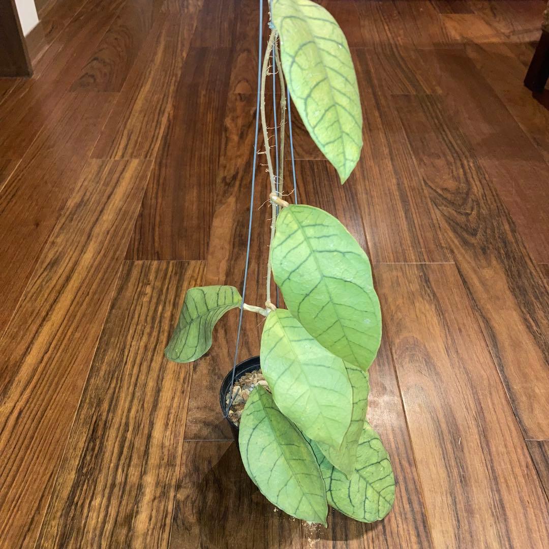 ホヤ カリストフィラ ジャイアント【現品・鉢付・タグ付・メルカリ便】サクララン