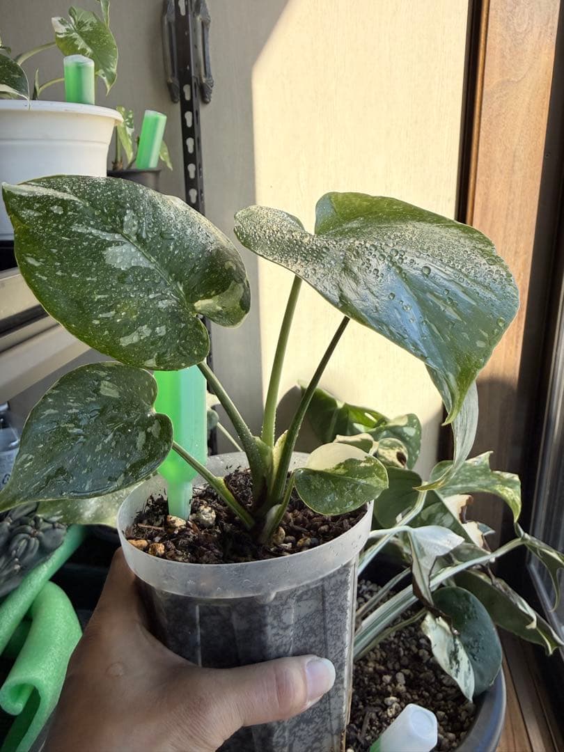 モンステラ　タイコンステレーション　抜き苗