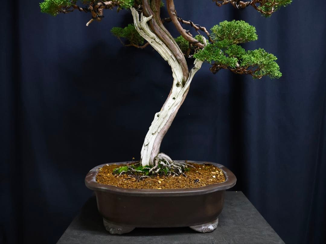 逸品　山採り　真柏　流れ良　山樹　模様木　大品盆栽　盆栽　シャリ芸