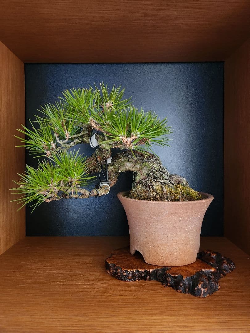 黒松　 盆栽 　盆栽鉢　陶器鉢