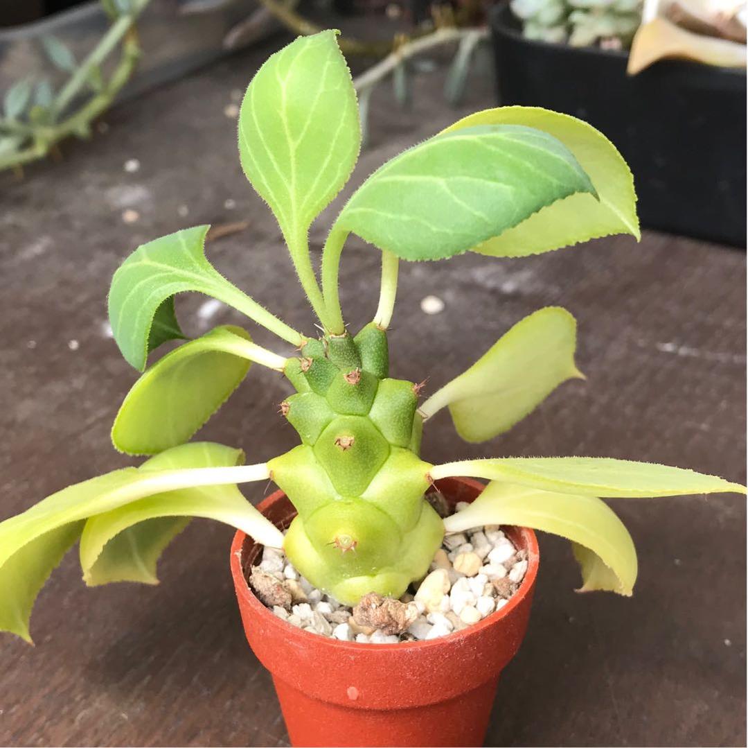 多肉植物^o^  希少❣️リチェイ錦