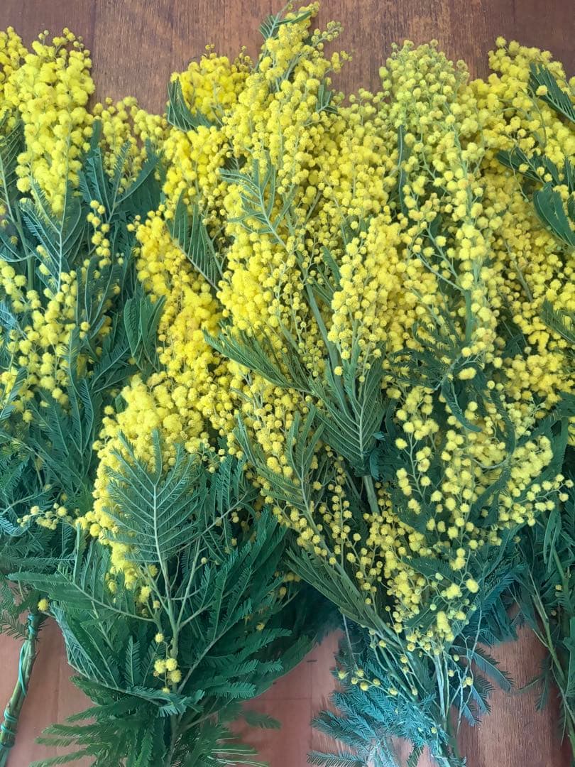 ミモザ生花切り売り販売1/17（土）小分け　ミランドール