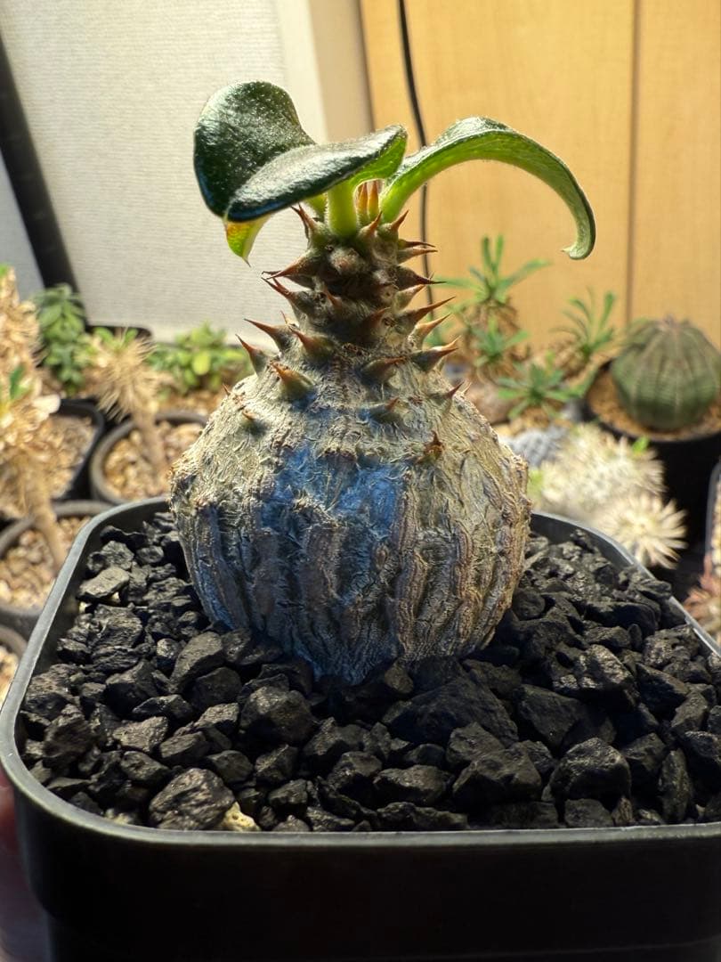 パキポディウム ウィンゾリー 実生 32