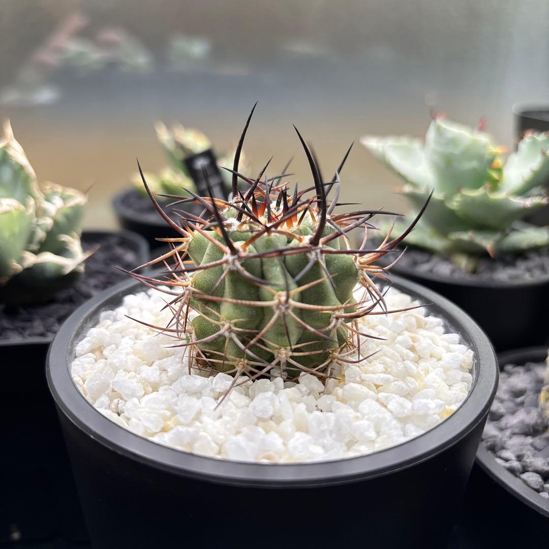 【極稀少】Eriosyce zorillaensis KP-2180