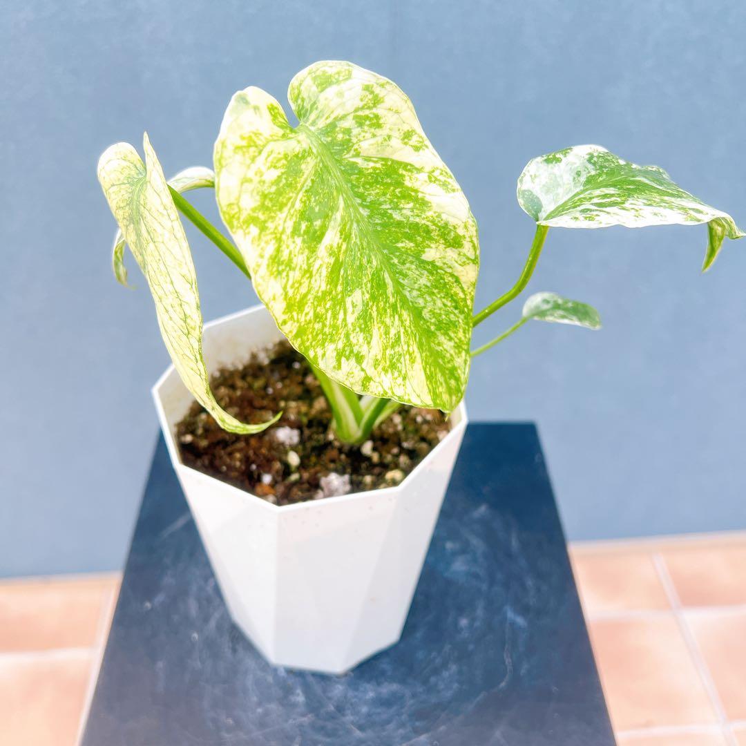 現品　モンステラ　デリシオーサ　ミント　バリエゲイティッド　57番　斑入り