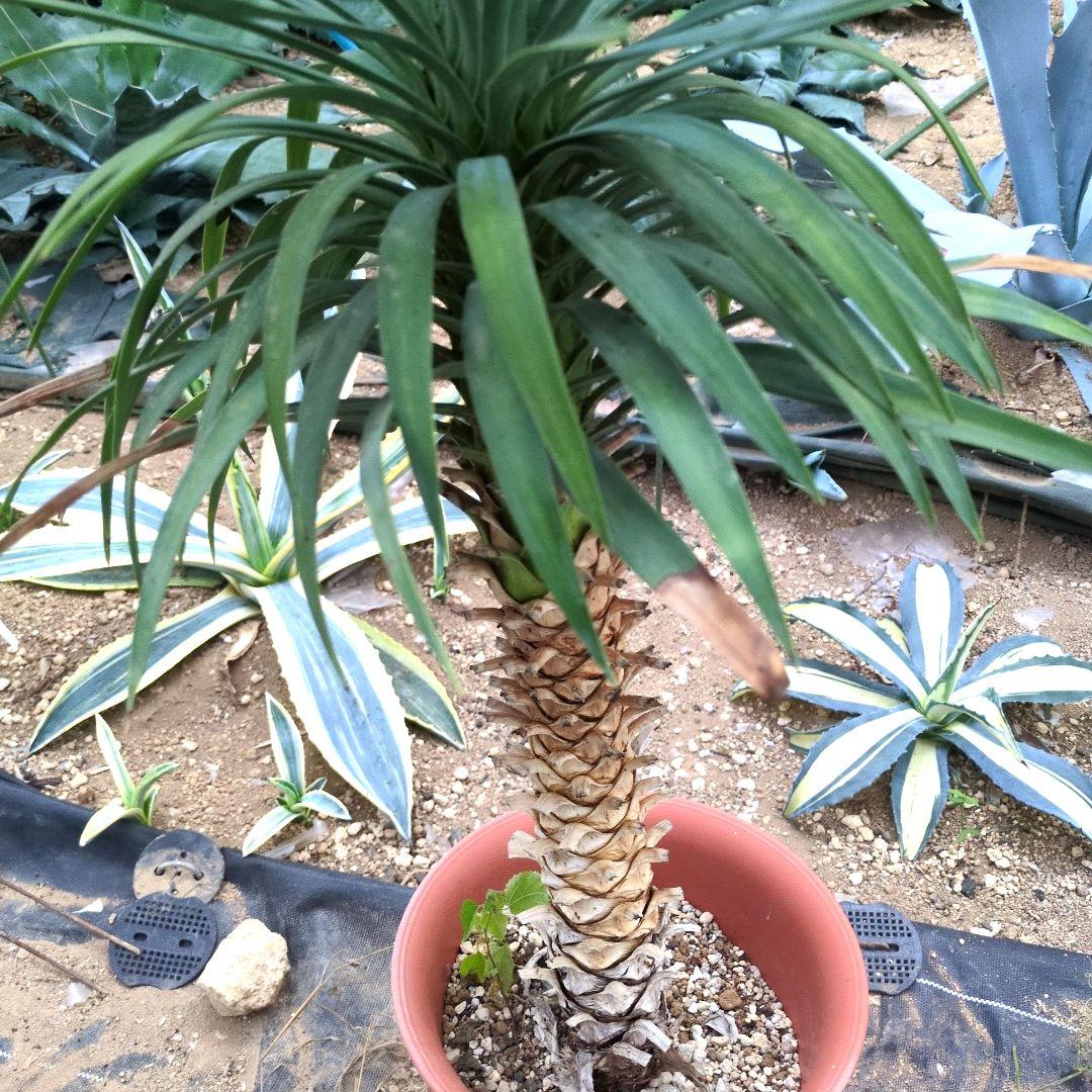 ユッカ デスメティアーナ 　アガベ　サボテン　ロストラータ