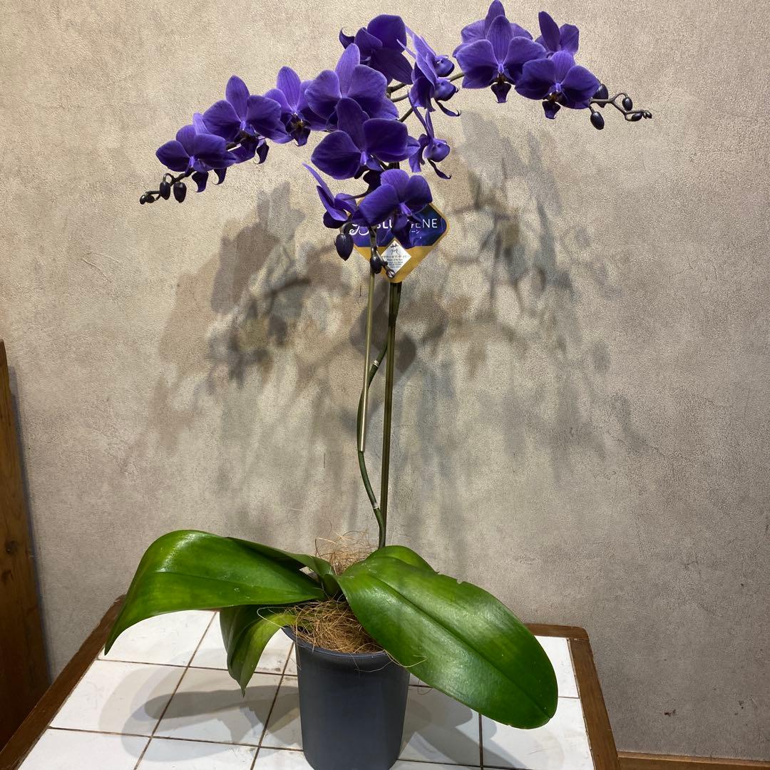 入荷少なめです❗️超希少❗️胡蝶蘭❤️ブルージーン　1本立