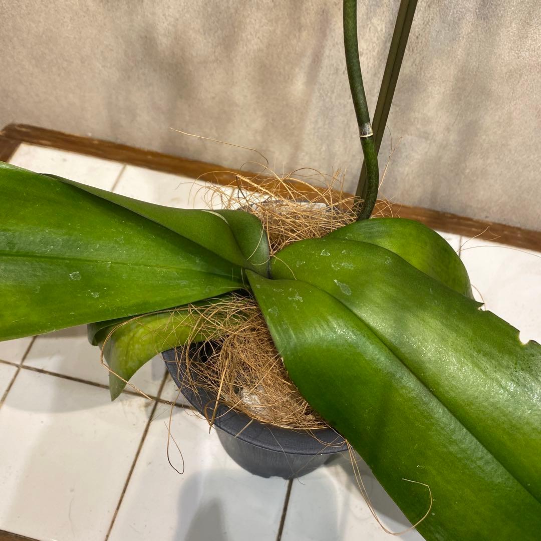 入荷少なめです❗️超希少❗️胡蝶蘭❤️ブルージーン　1本立