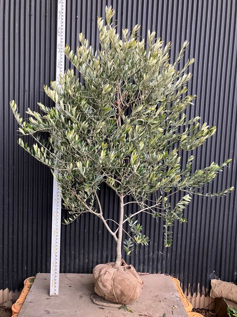 オリーブの木　カヨンヌ