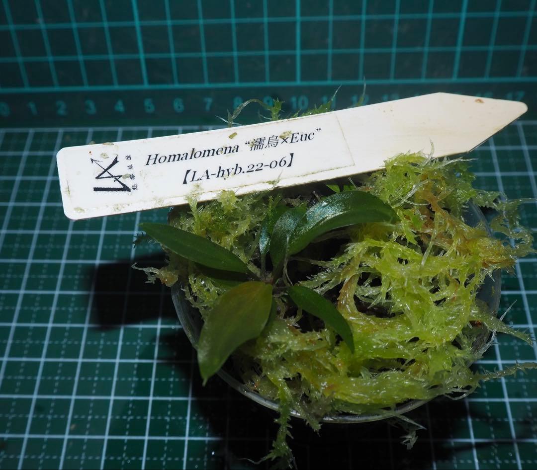 Homalomena “濡烏xEuc”[LA-hyb.22-06]