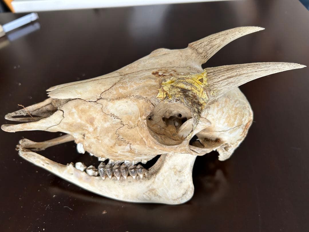 シカ　スカル　頭蓋骨　標本　カモシカ