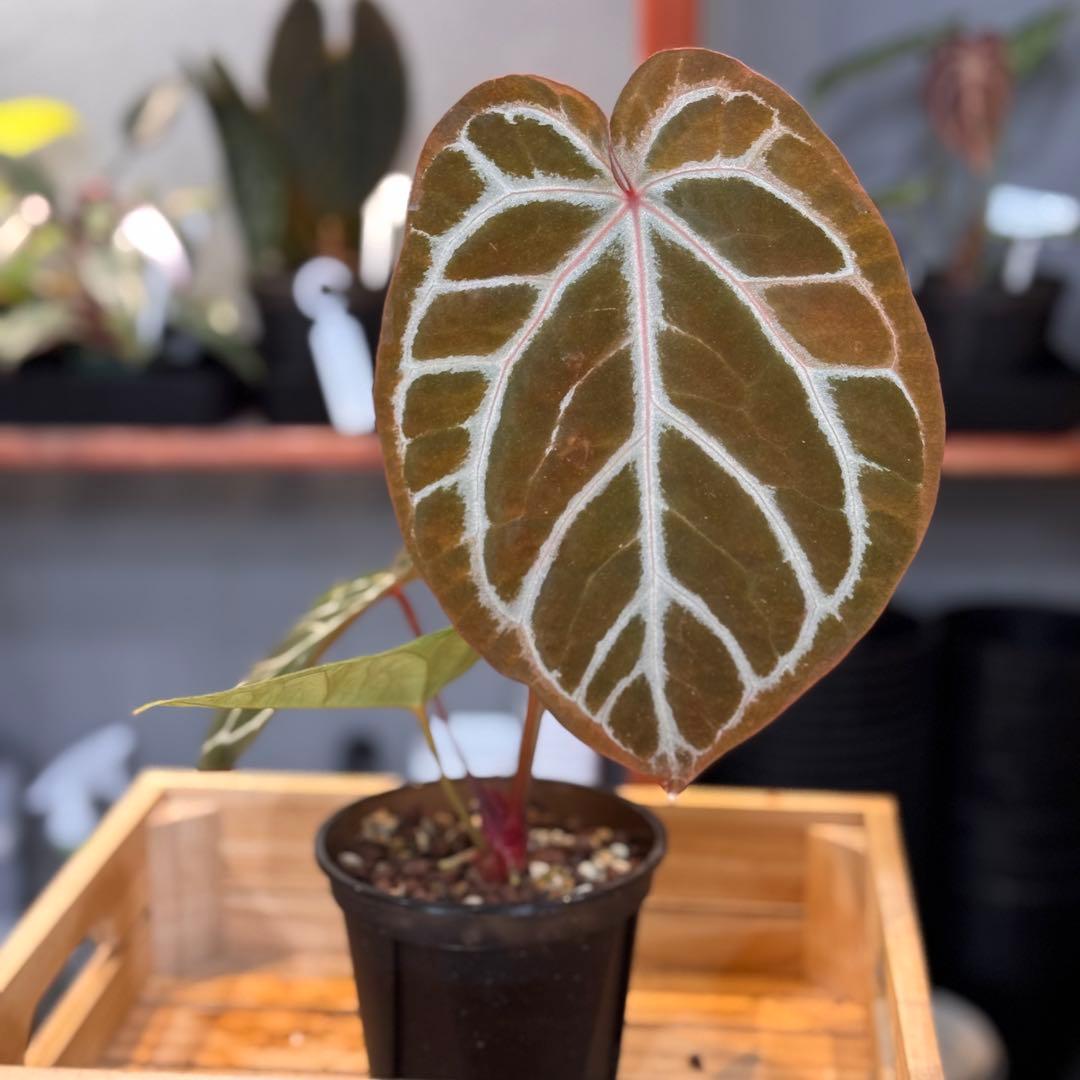 84 アンスリウム　ピンクレモネード×ミシェル　やっと入手した大人気アンスリウム