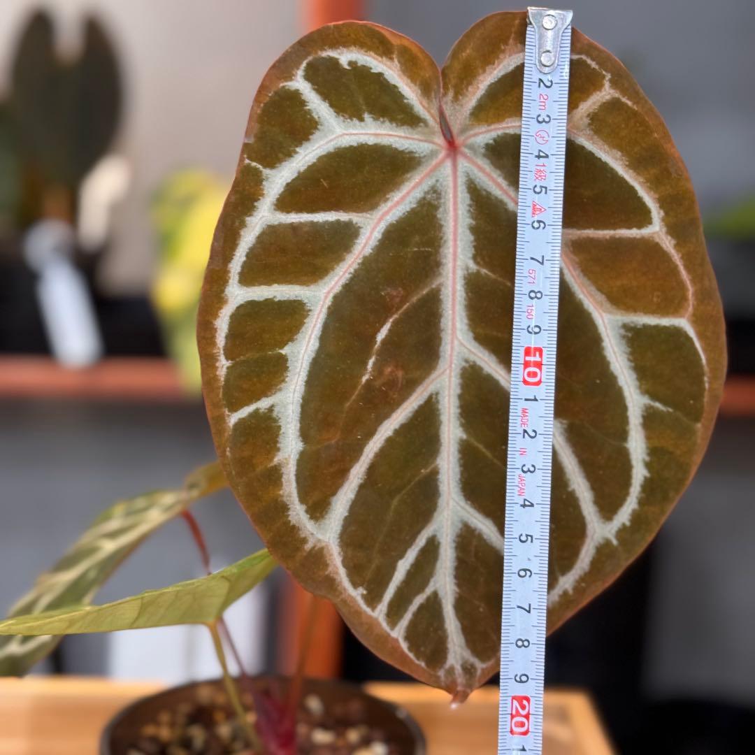 84 アンスリウム　ピンクレモネード×ミシェル　やっと入手した大人気アンスリウム