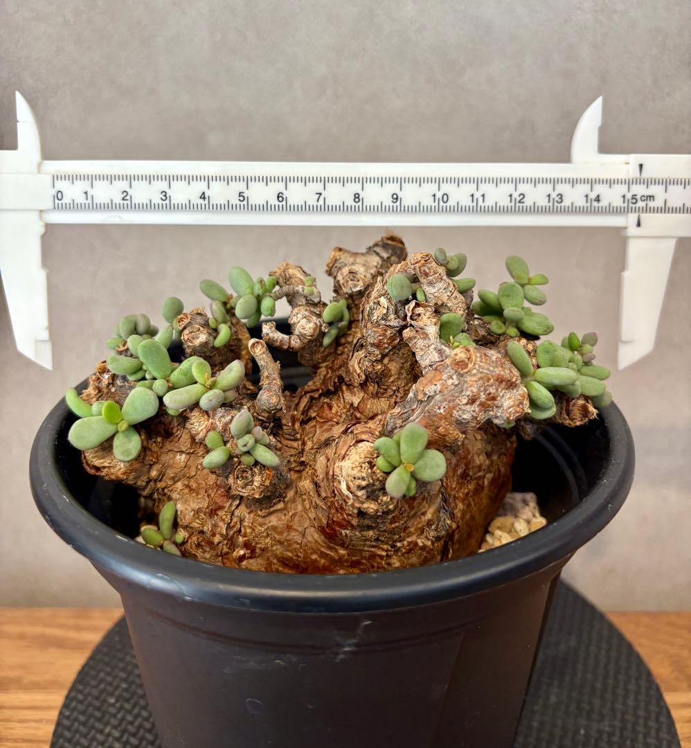 【期間限定セール　大株】ケラリア　ピグマエア　現地球