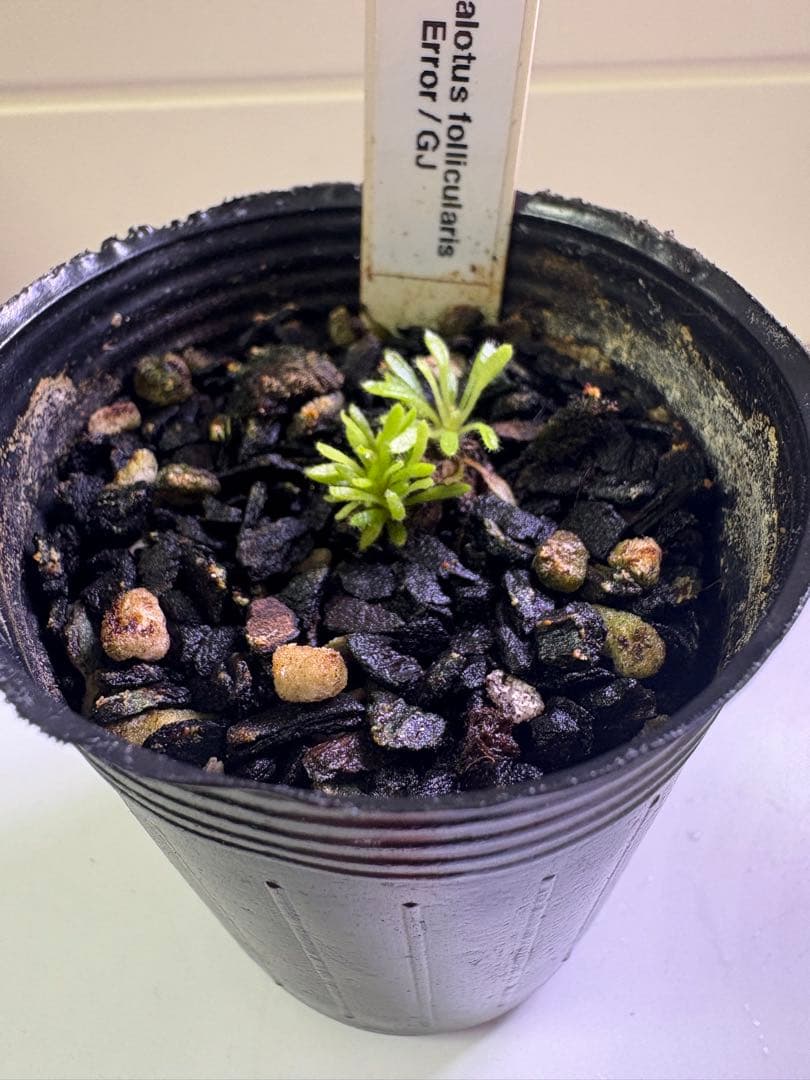 セファロタスエラーCephalotusfollicularis Error/GJ