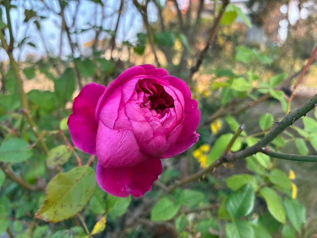 ER・ジェームズ・L. オースチン【大苗】イングリッシュローズ