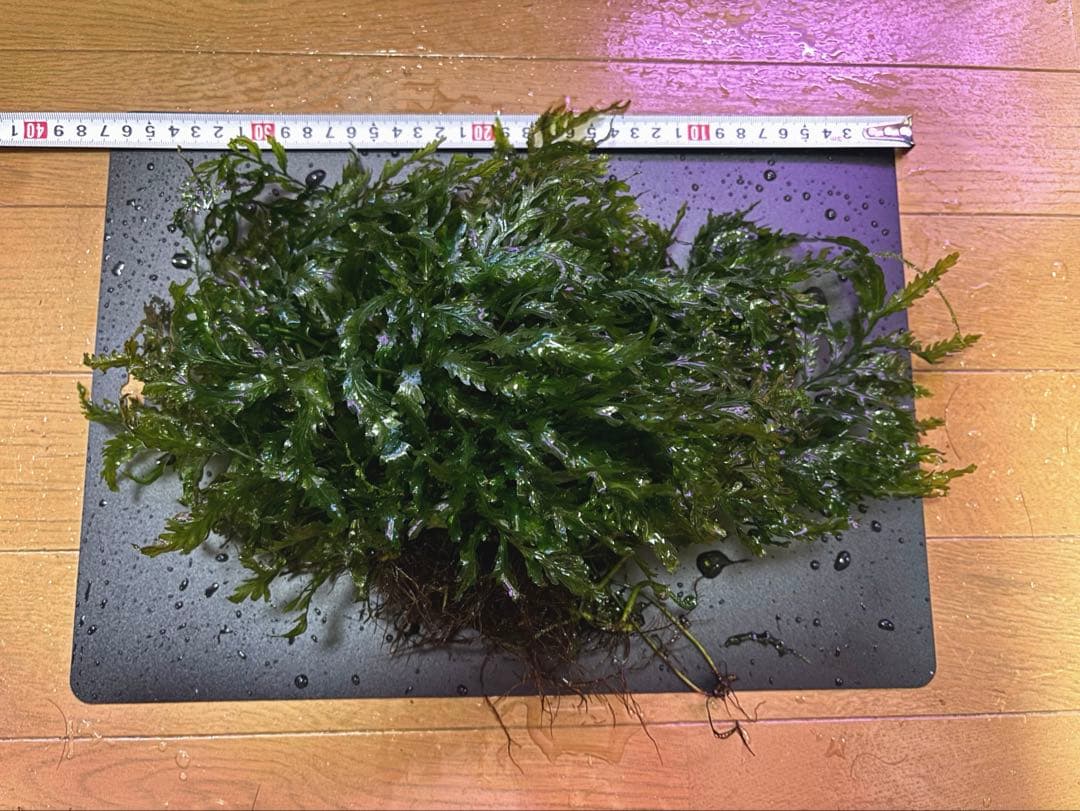 ボルビティス　ヒュディロティ【特大株】C