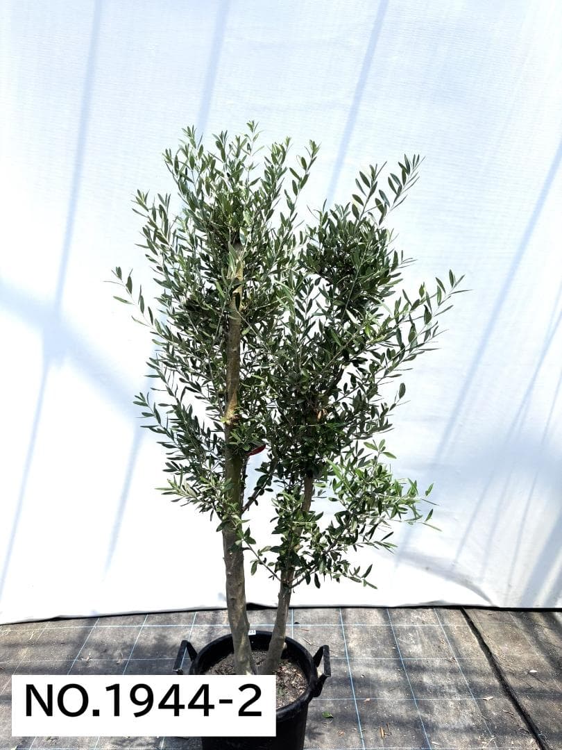 オリーブの木　シプレシーノ　約170cm　NO.1944　大型　現品掲載　古木