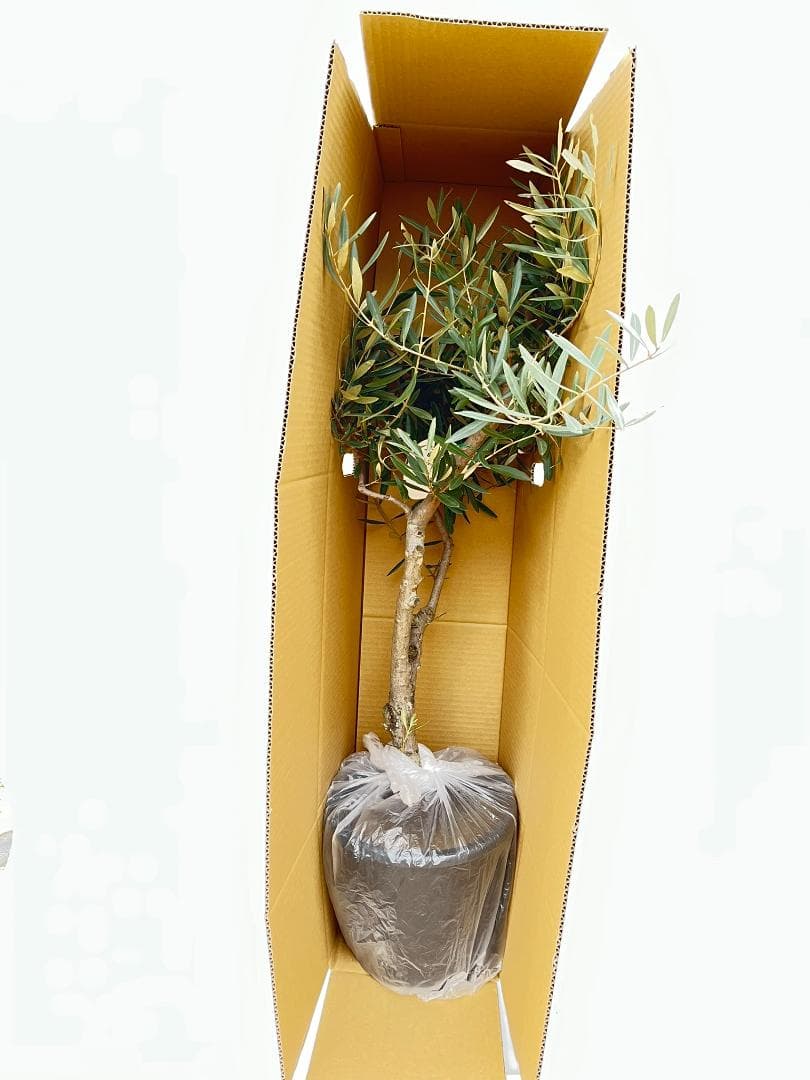 オリーブの木　シプレシーノ　約170cm　NO.1944　大型　現品掲載　古木