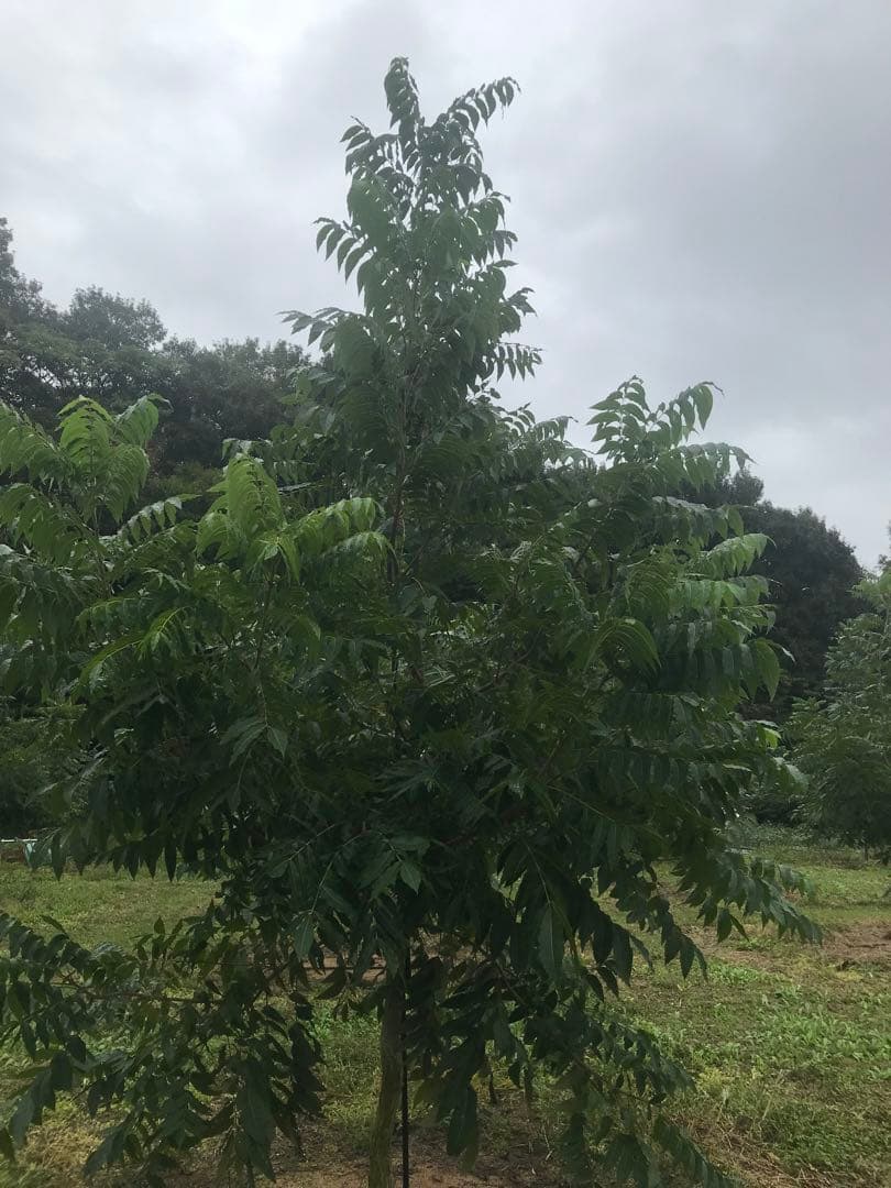 ピーカンナッツ　接木地堀苗　ウィチタ