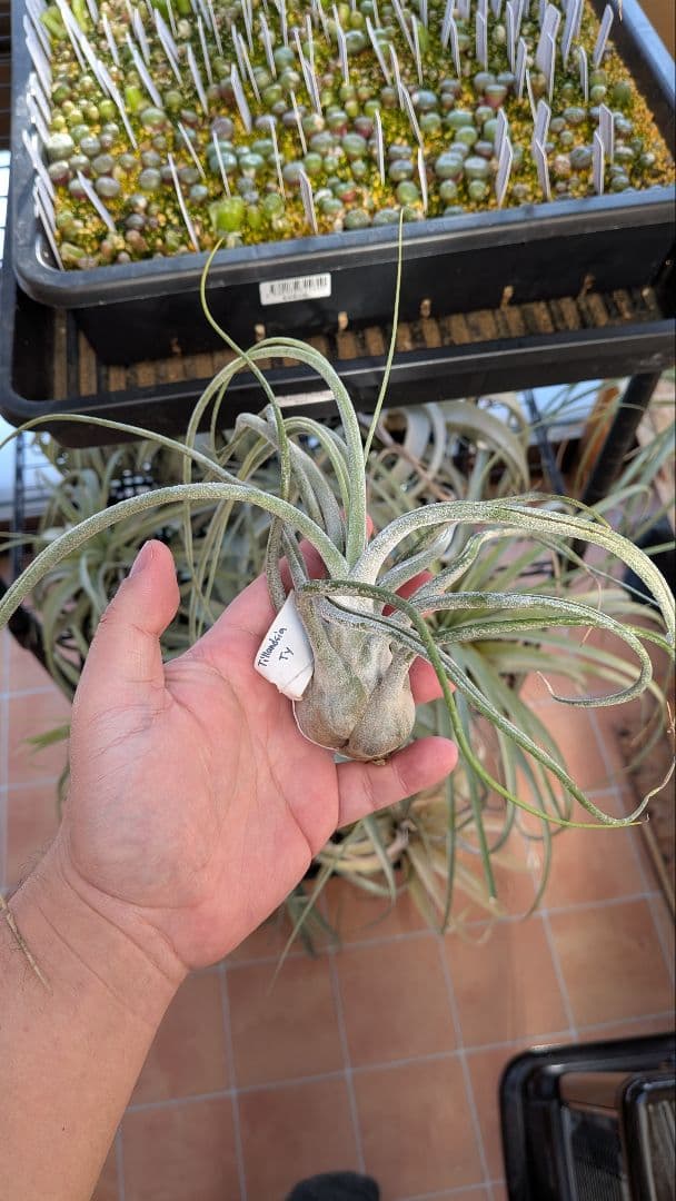 チランジア　Ty タイ便