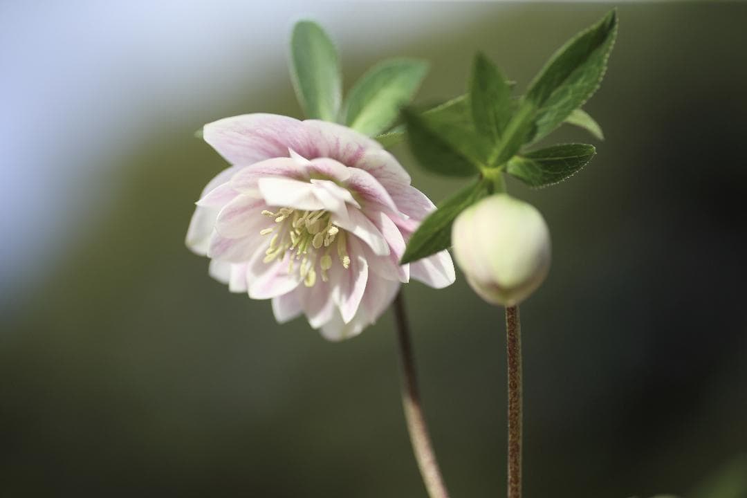 kosiyo0102「歳末セール」クリスマスローズ 小苗 セット